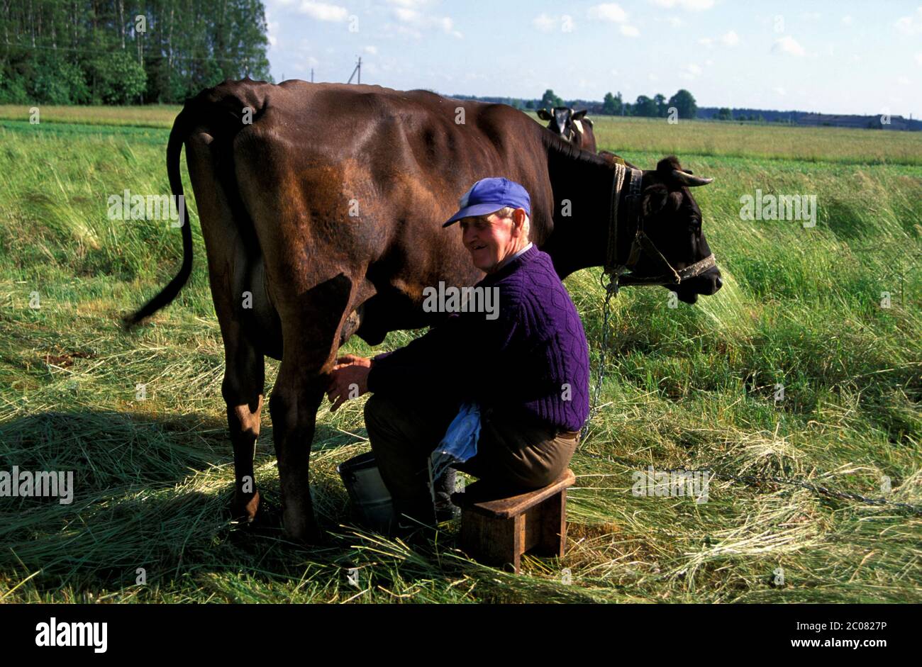 milking  Farmer in Memeldelta, Lithuania, Baltics, Europe Stock Photo