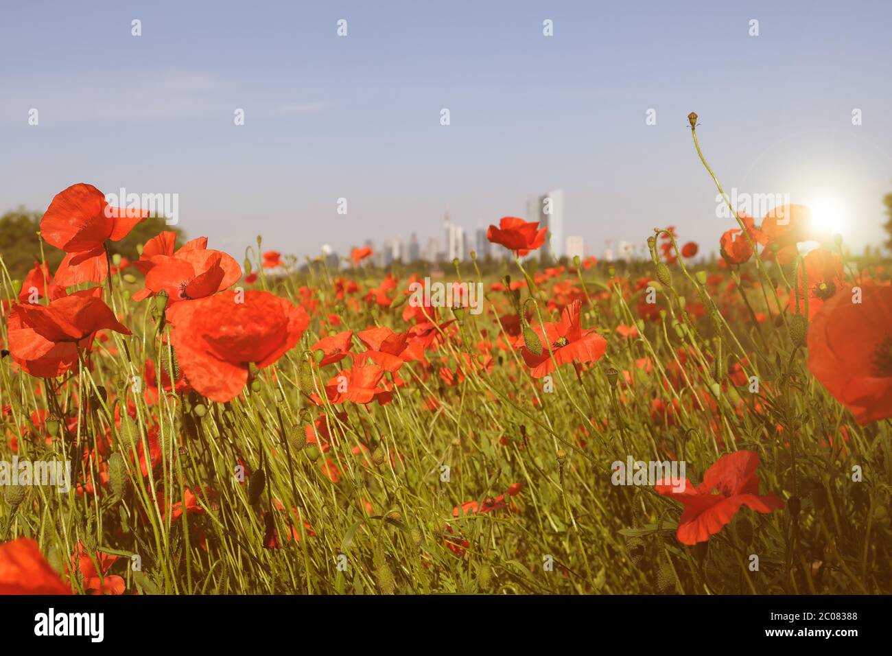 Germany, Hessen, Frankfurt am Main, Ein Moonblumenfeld mit Blick auf die Frankfurter Skyline beim Sonnenuntergang Stock Photo