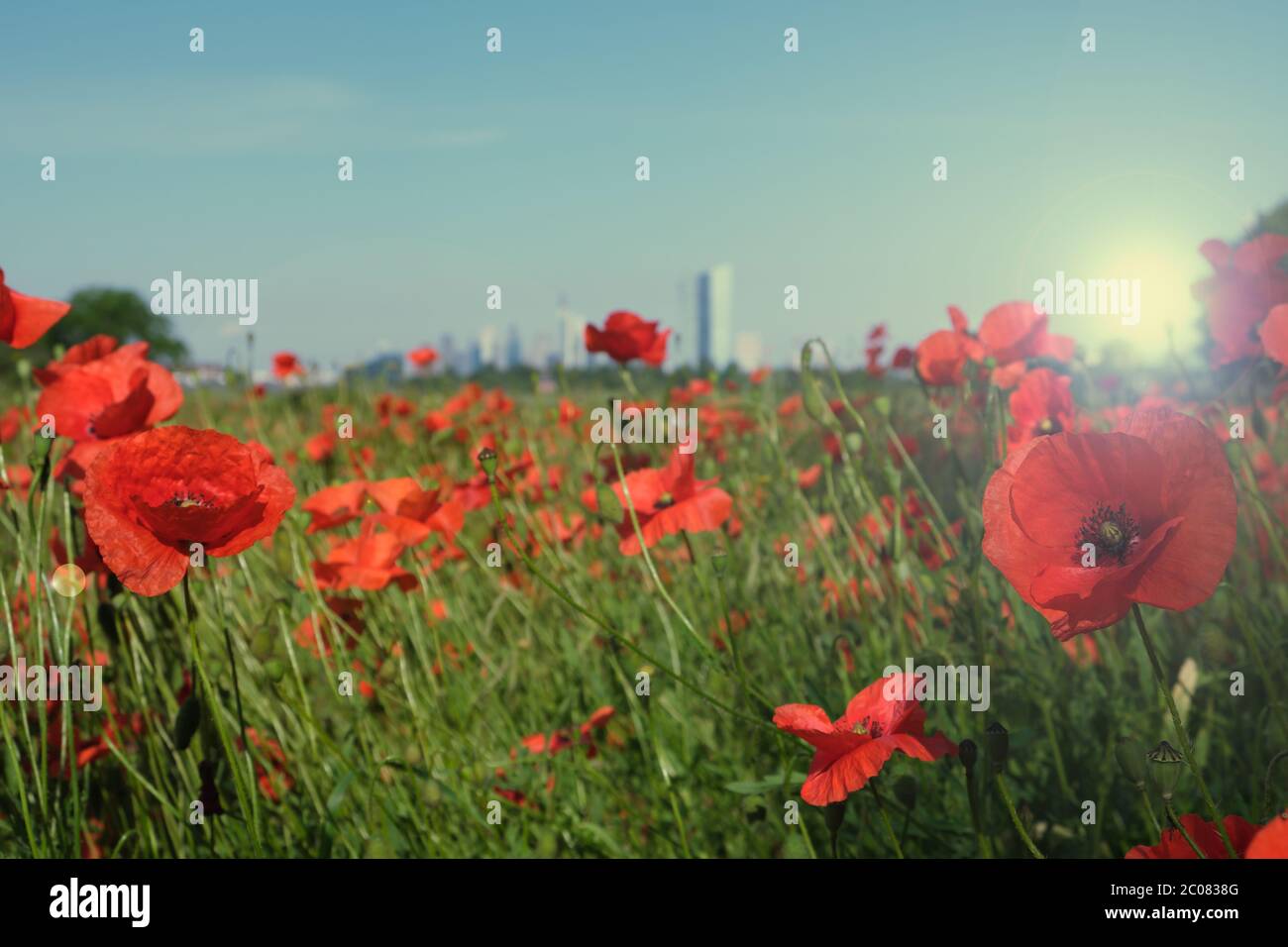 Germany, Hessen, Frankfurt am Main, Ein Moonblumenfeld mit Blick auf die Frankfurter Skyline beim Sonnenuntergang Stock Photo