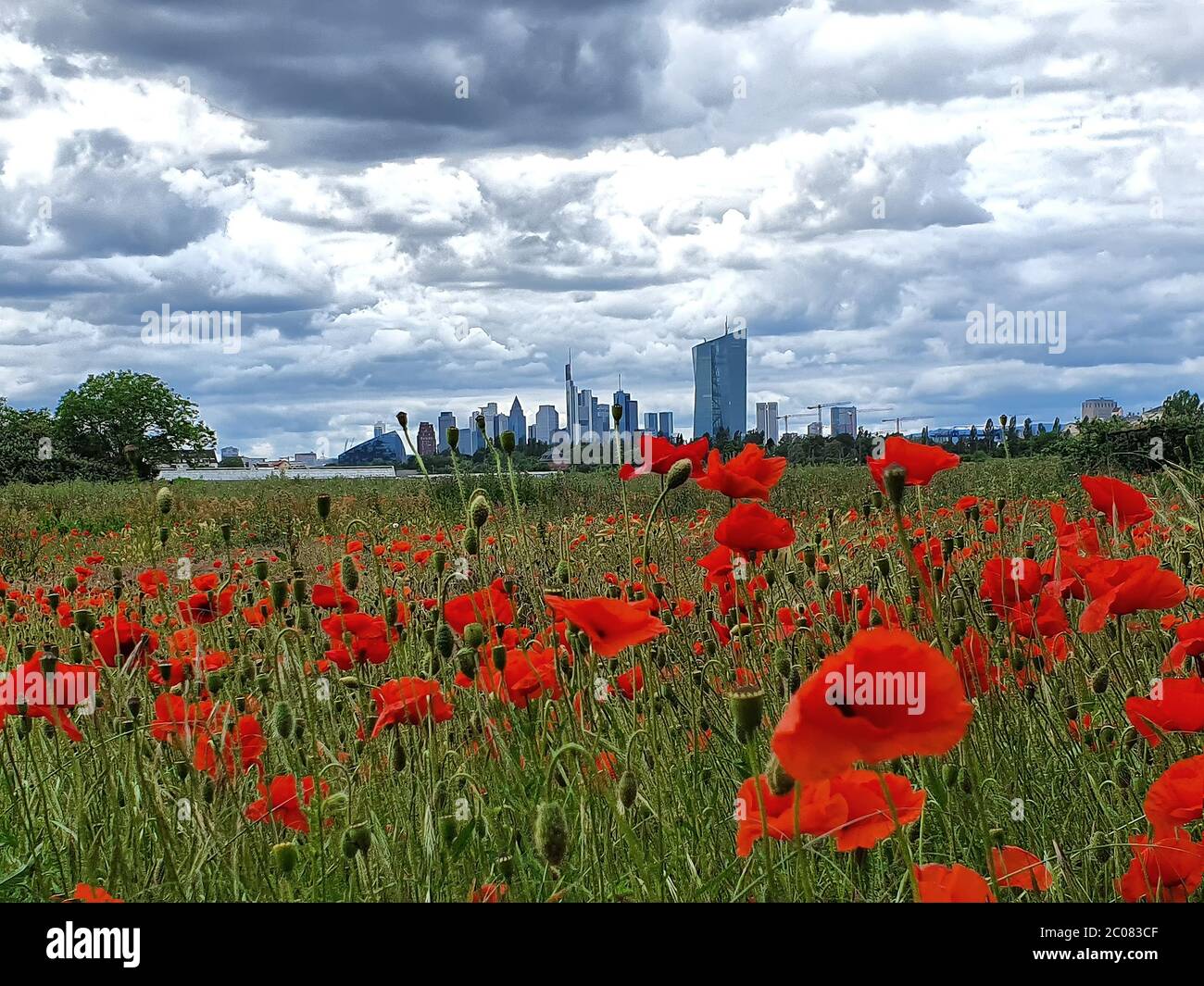 Germany, Hessen, Frankfurt am Main, Ein stark bewölkter Mittag in einem Moonblumenfeld mit Blick auf die Frankfurter Skyline Stock Photo