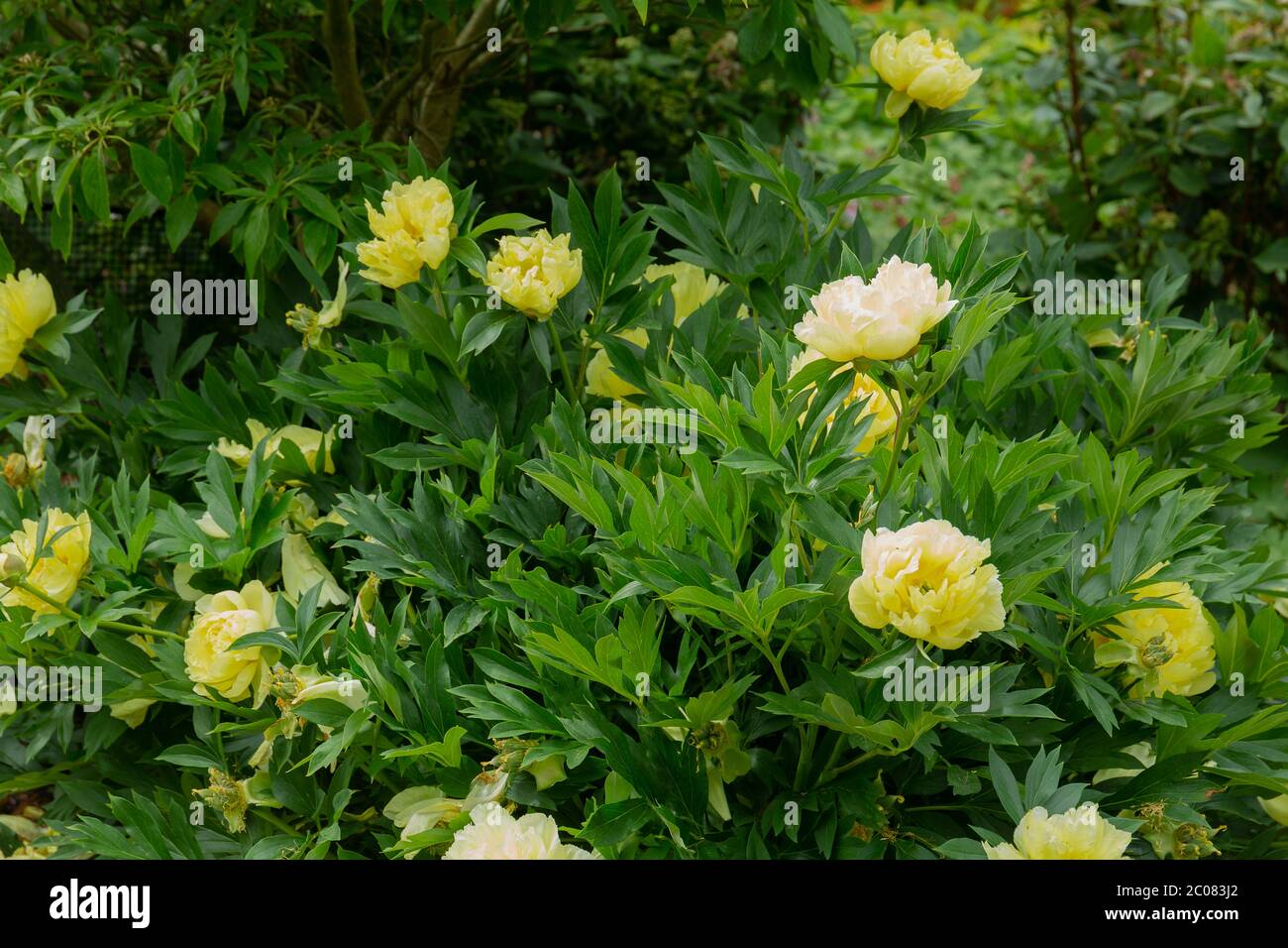Large yellow blooms of the itoh intersectional peony bartzella Stock Photo