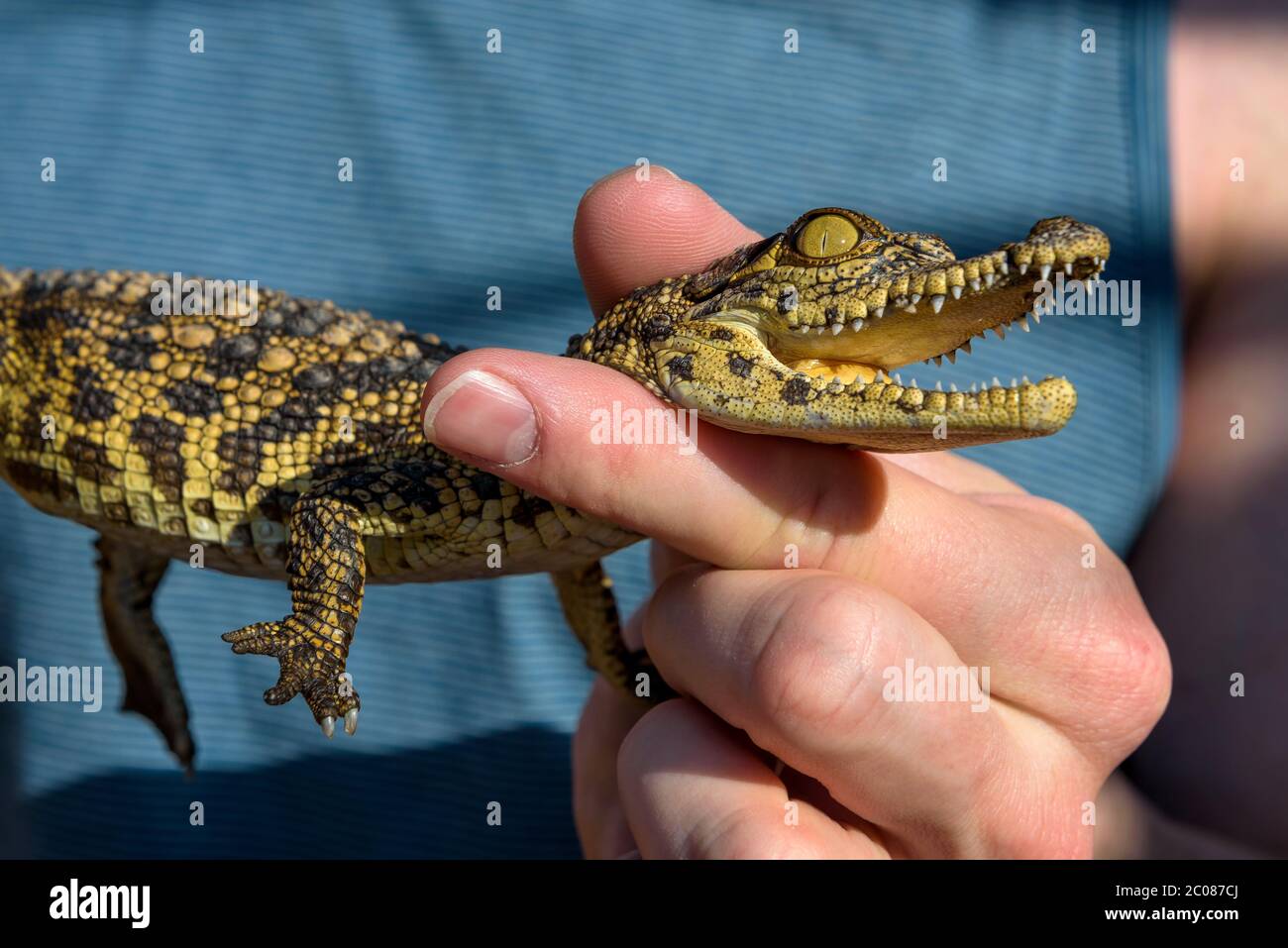 Man holding a baby crocodile Stock Photo