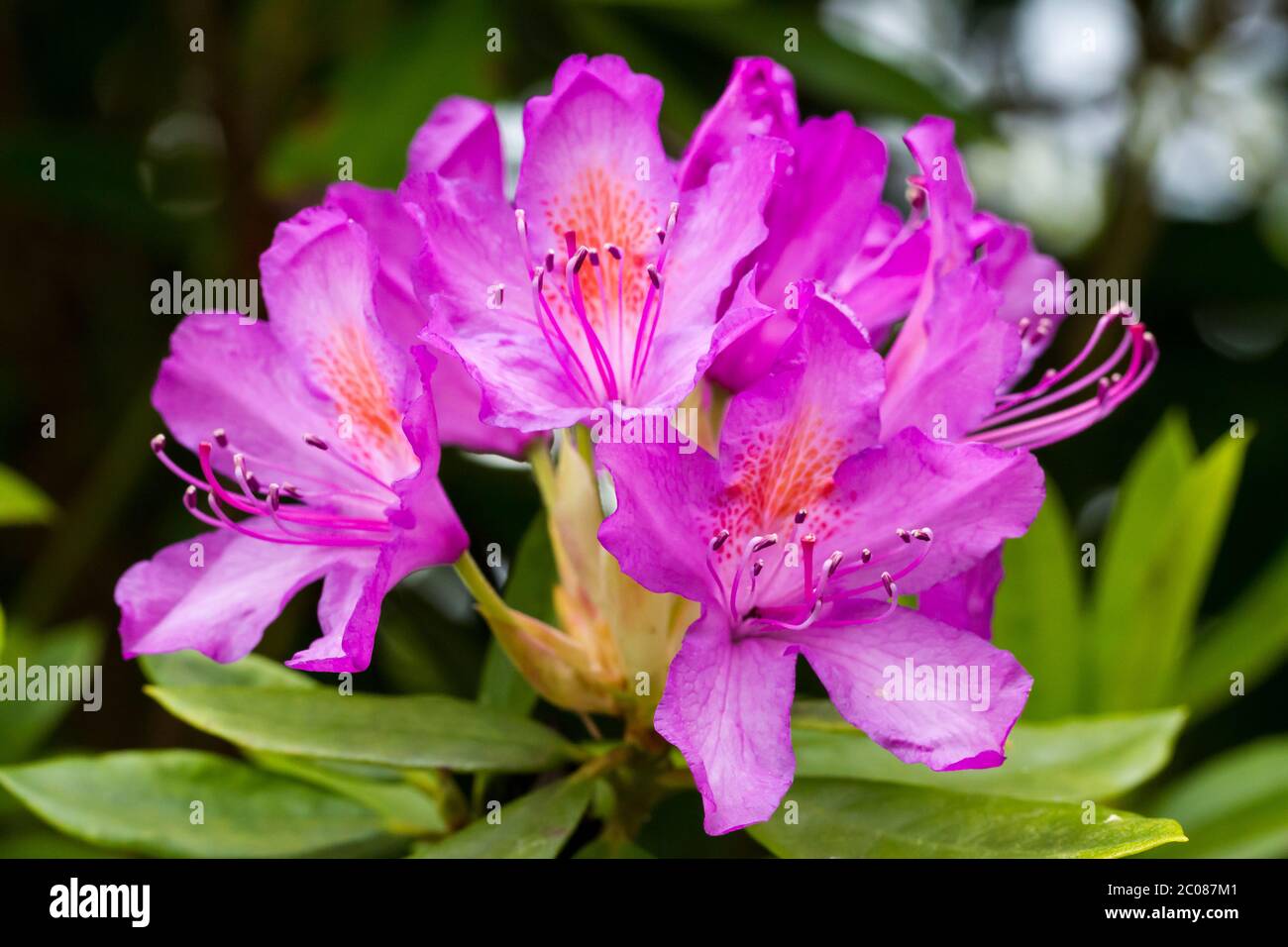 Rhododendron ponticum pink flowers closeup Stock Photo