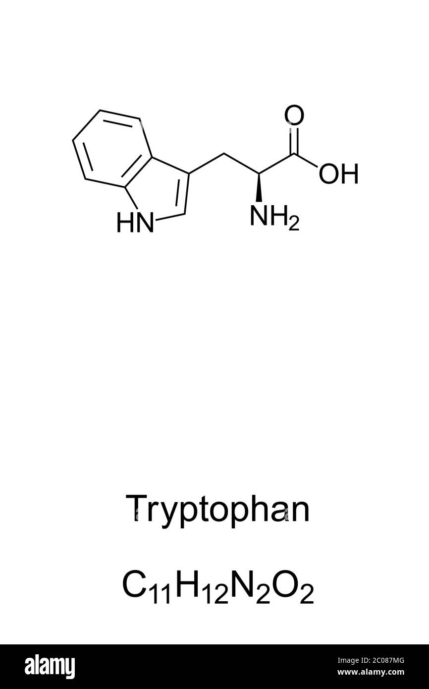 Tryptophan, skeletal formula and structure. L-Tryptophan, an essential amino acid used in biosynthesis of proteins. Serotonin and melatonin precursor. Stock Photo