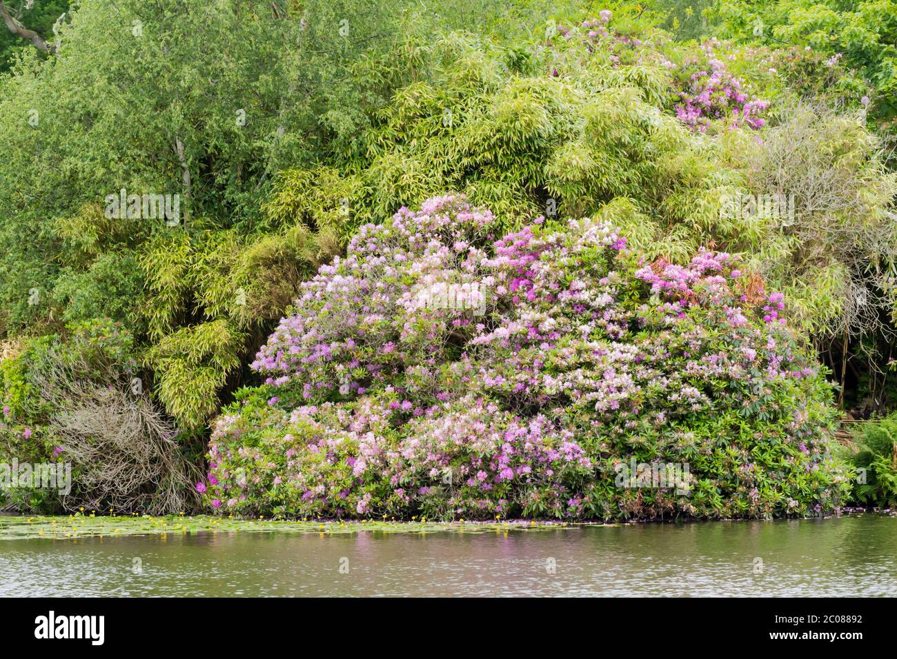View of rhododendron ponticum flowers beside a lake in England, United Kingdom Stock Photo