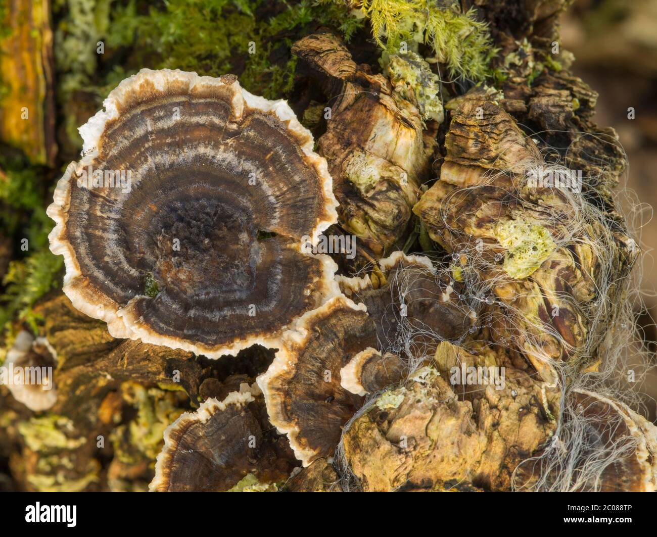 funghi growing on the stump of a dead tree in the Lake District, Cumbria, England Stock Photo
