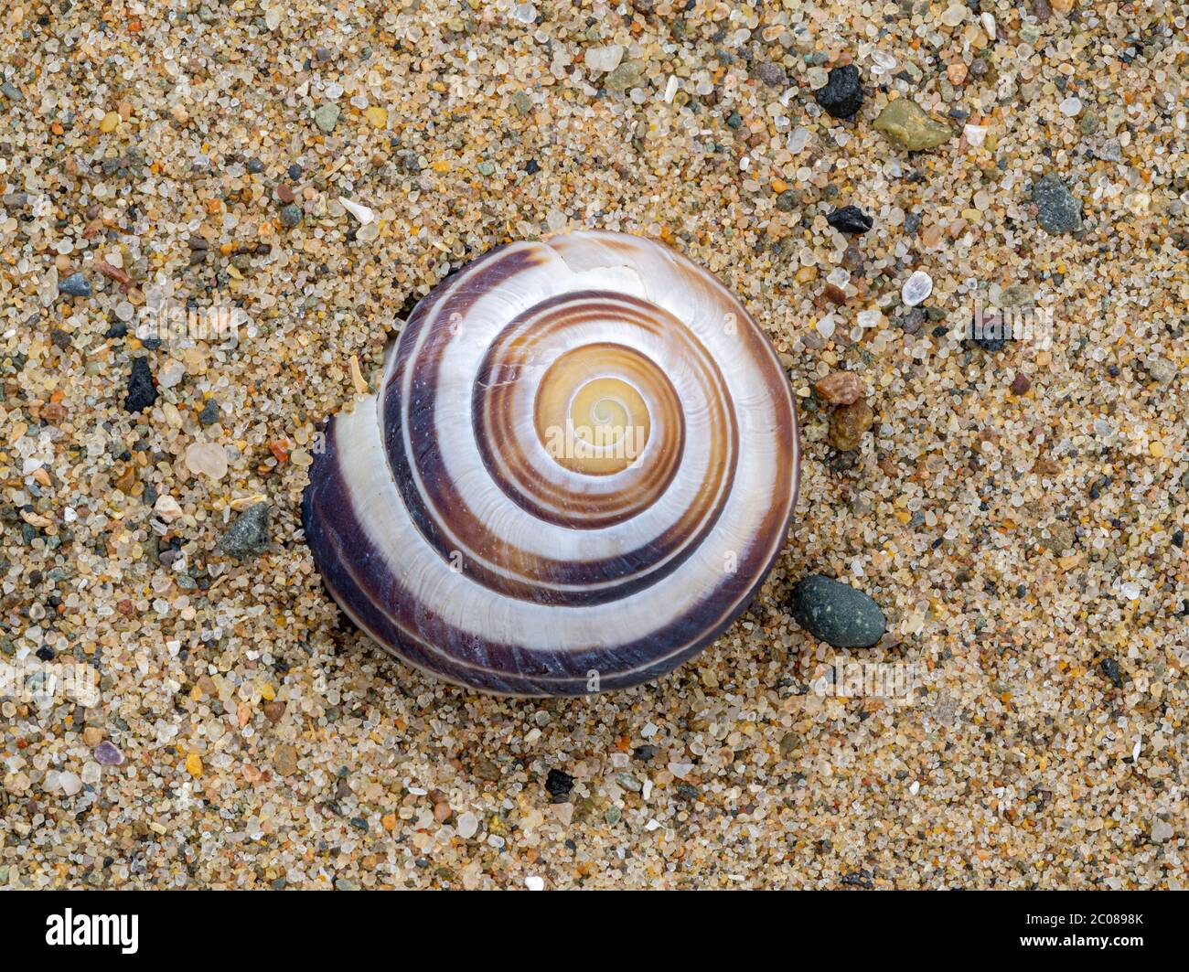 Whitelipped snail or garden banded snail Cepaea hortensis shell