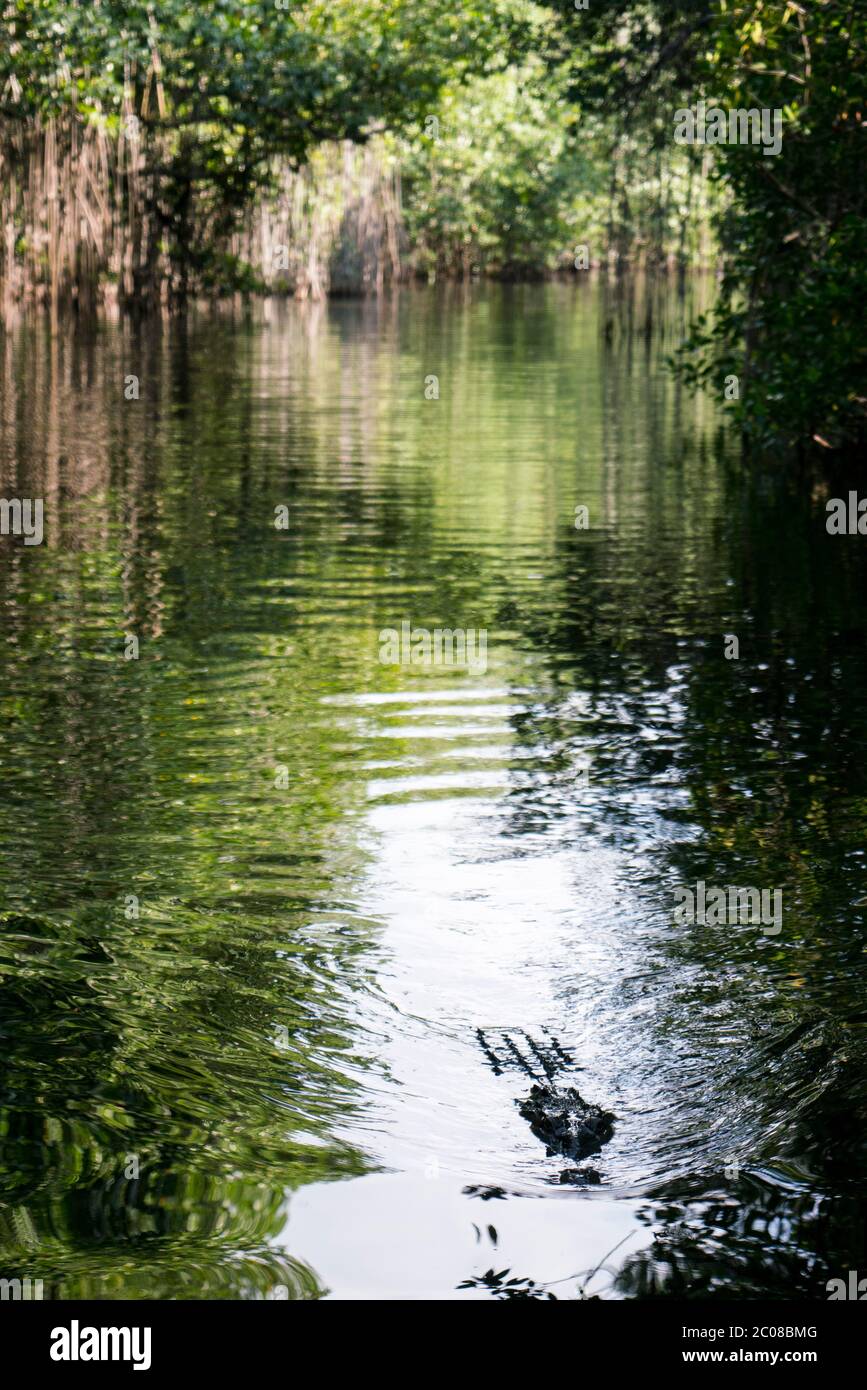 Jamaica, Black River, Crocodiles Stock Photo Alamy