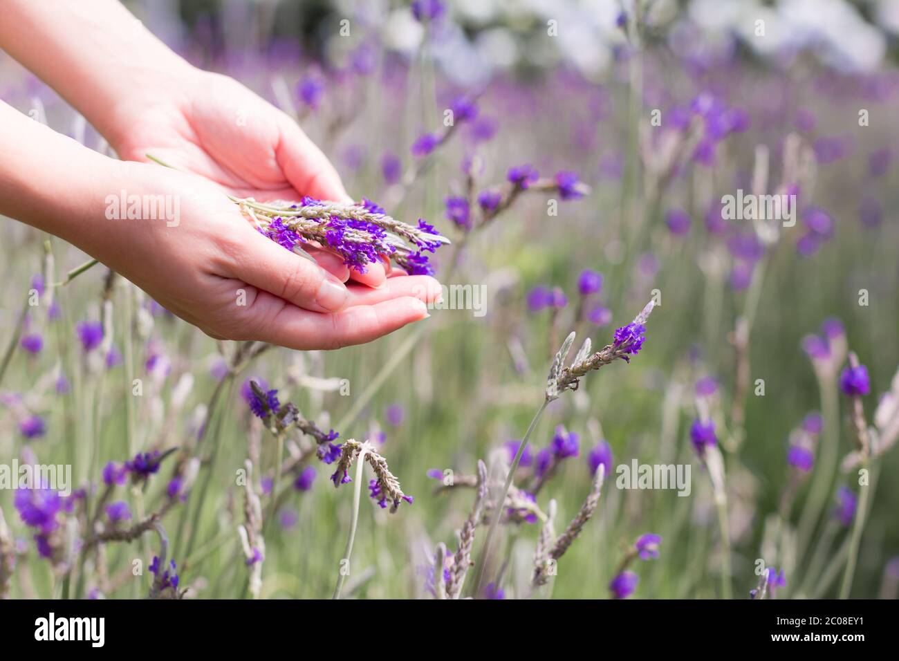 A woman enjoying the beautful lavendar field in nature. Soft purple tones. Stock Photo