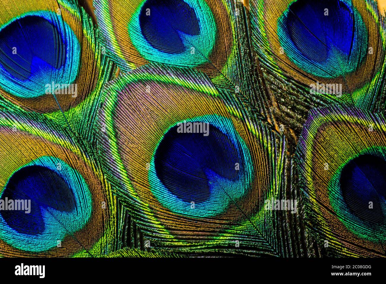 Colorful and Iridescent Peacock Feathers Arrangement Stock Photo