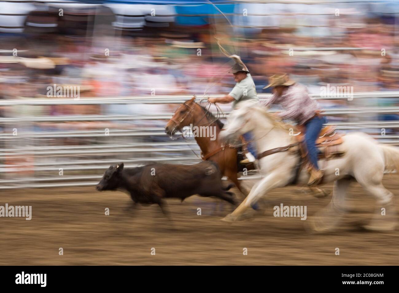 Motion blur of team ropers (model released) on horses (property released) about to rope a steer at rodeo in Hawaii. Stock Photo