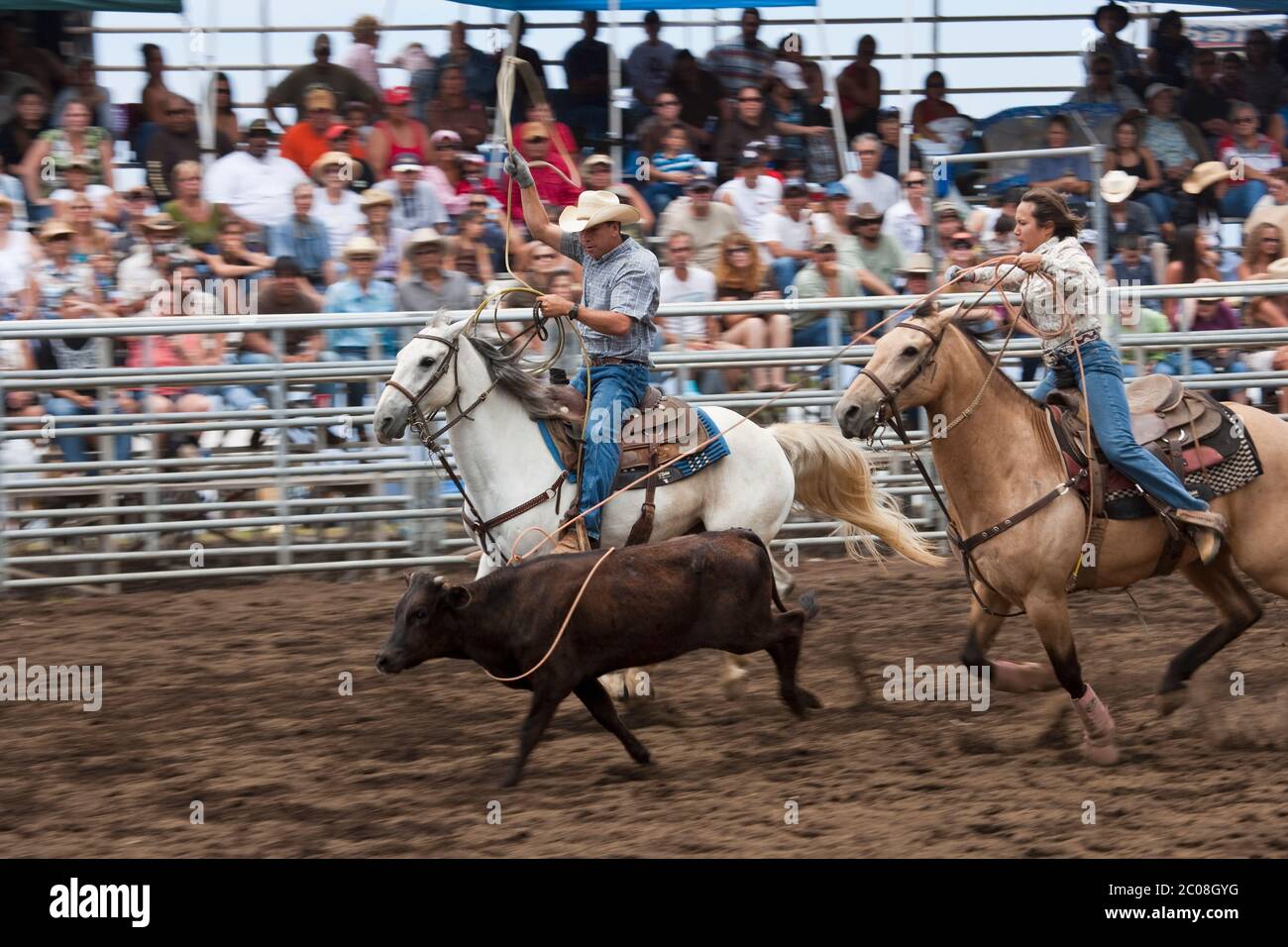 Male and female team ropers (model released) on horses (property released) about to rope a steer at rodeo in Hawaii. Stock Photo