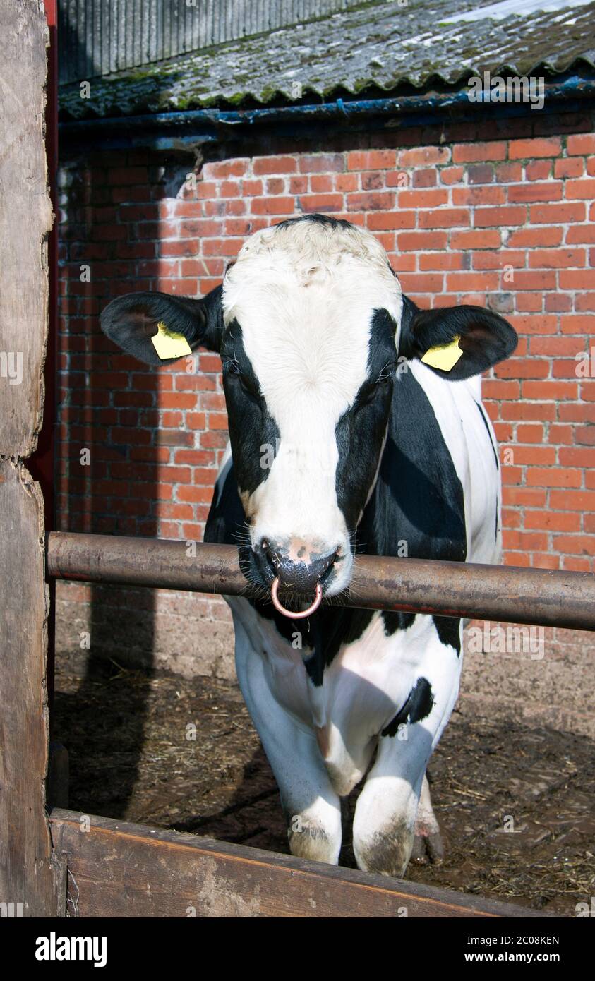 Bull on the farm with a ring through its nose Stock Photo - Alamy