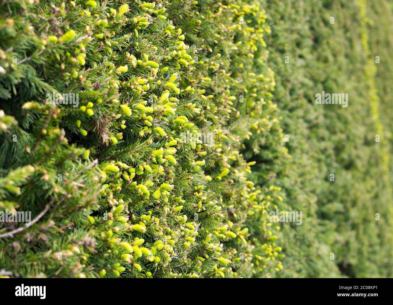 Buds on spruce in springtime Stock Photo