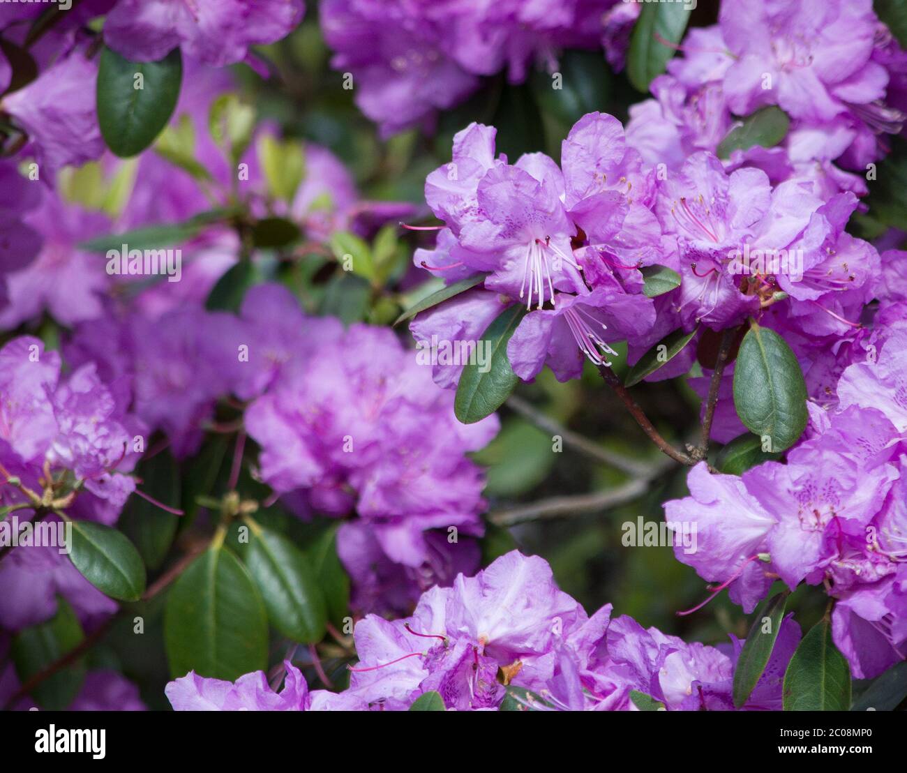 Purple rhododendron flowers closeup Stock Photo - Alamy