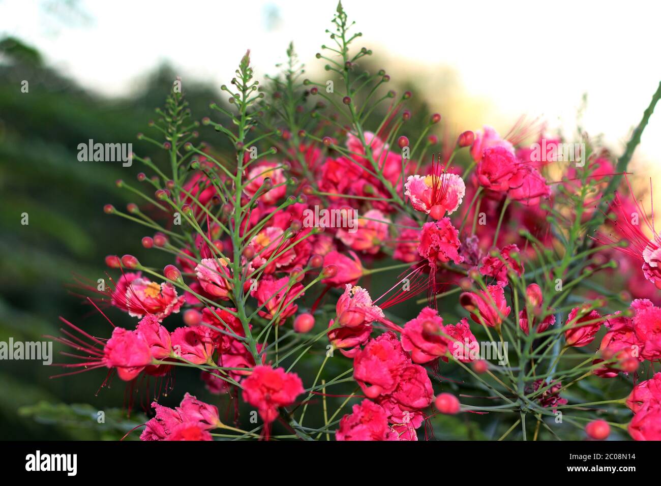 Red Bird Of Paradise High Resolution Stock Photography And Images Alamy