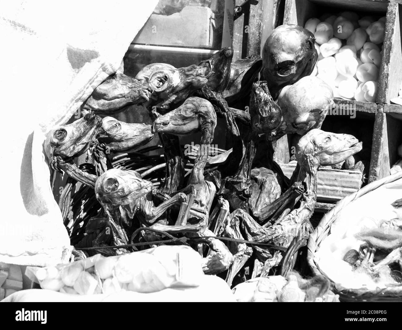 Dried fetus of llamas for traditional Aymara rituals, Witches Market, La Paz, Bolivia, black and white image Stock Photo