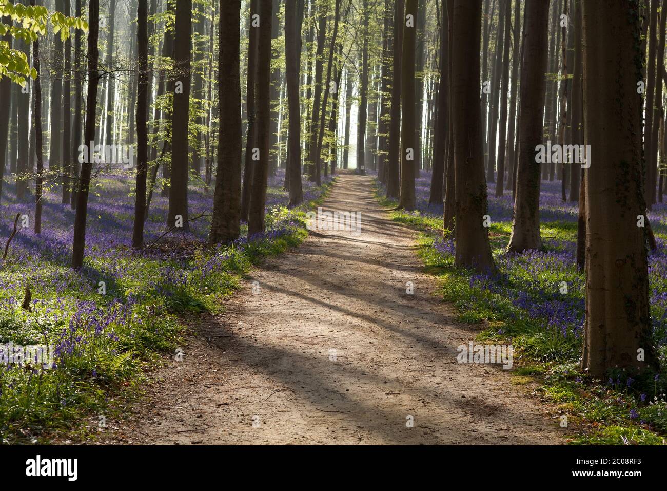 path in sunny forest with bluebells Stock Photo