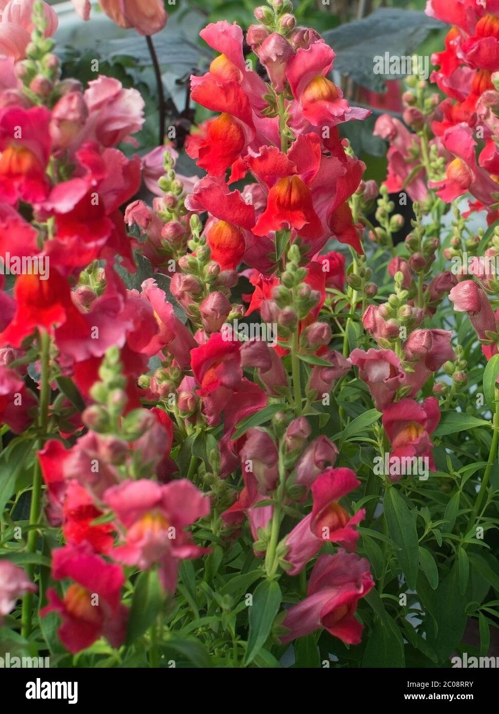 Red and pink snapdragon flowers Stock Photo Alamy