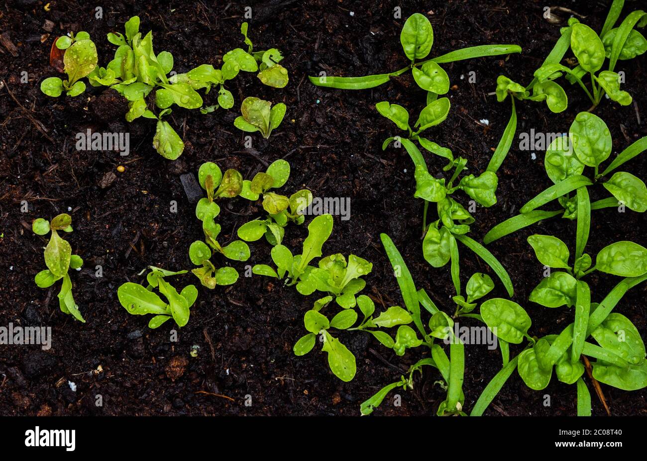 Spinach and Lettuce seedlings planted together Stock Photo Alamy