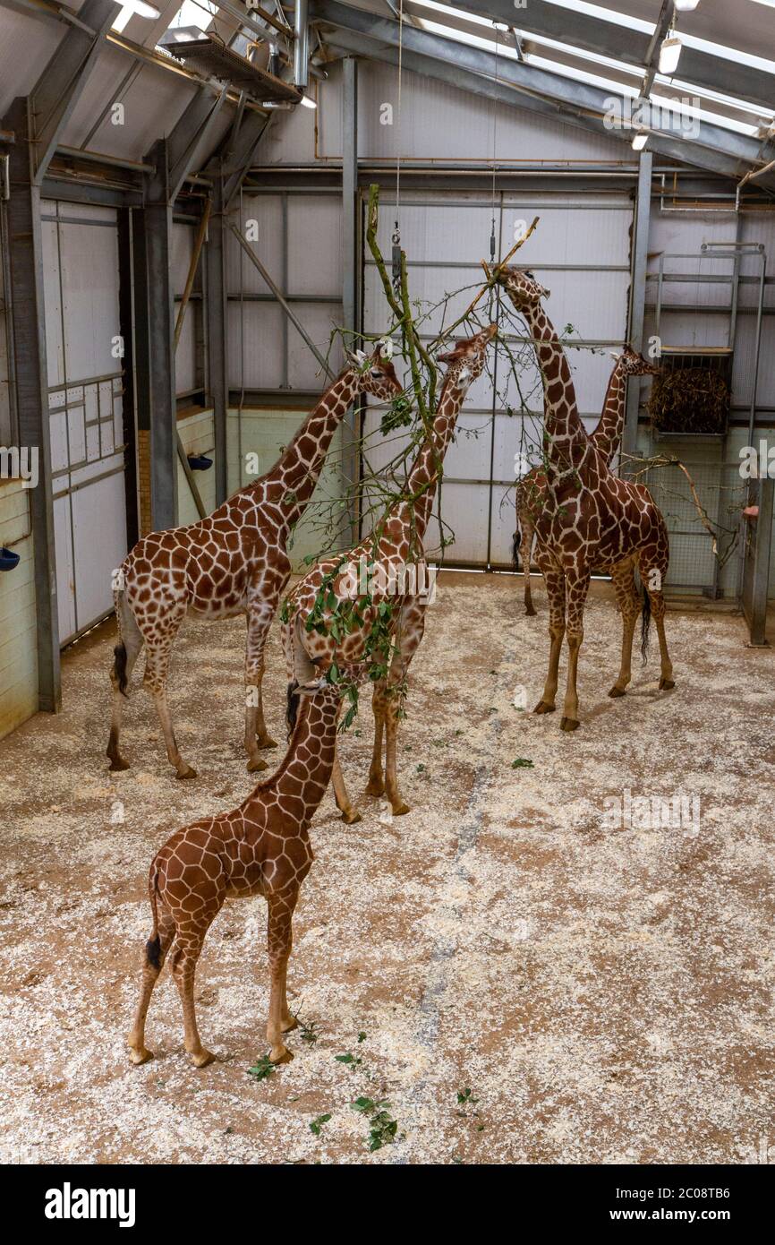A group of giraffes feeding inside their enclosure in ZSL Whipsnade Zoo, Whipsnade, near Dunstable, England. Stock Photo