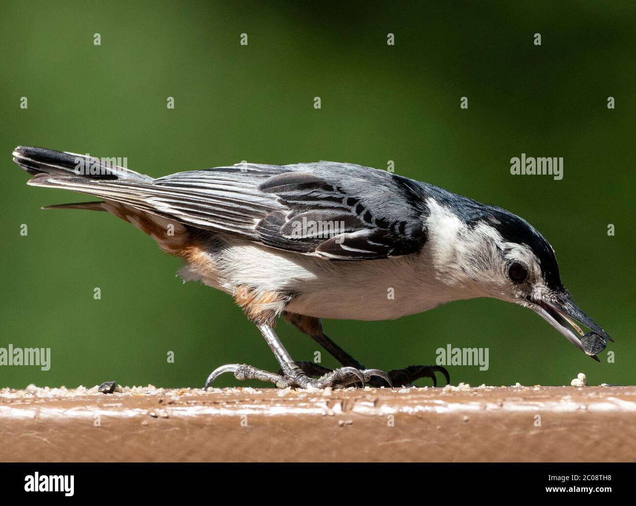 Picking up seeds Stock Photo Alamy