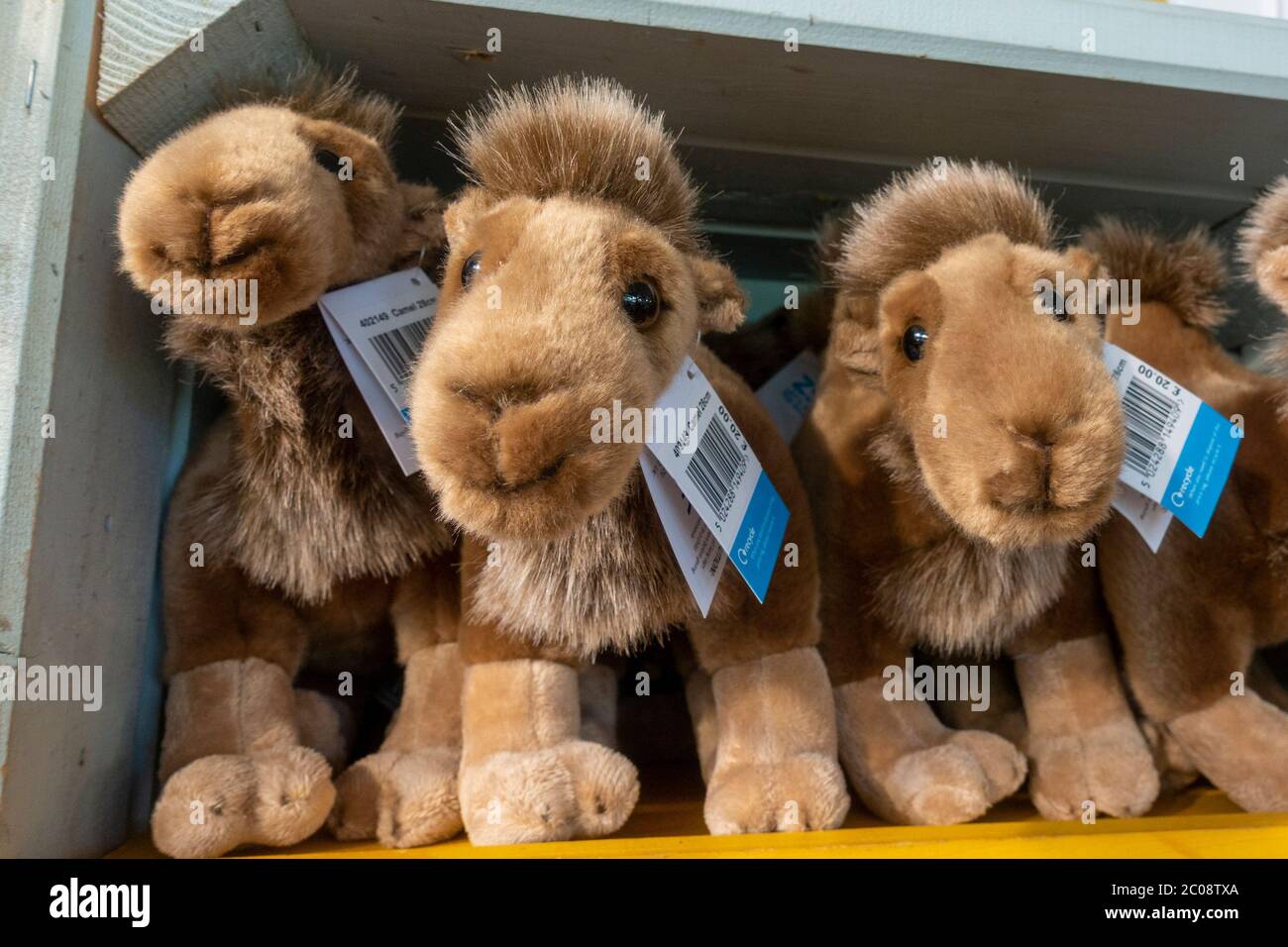Camel soft toys in the Zoo gift store in ZSL Whipsnade Zoo, Whipsnade, near Dunstable, England. Stock Photo