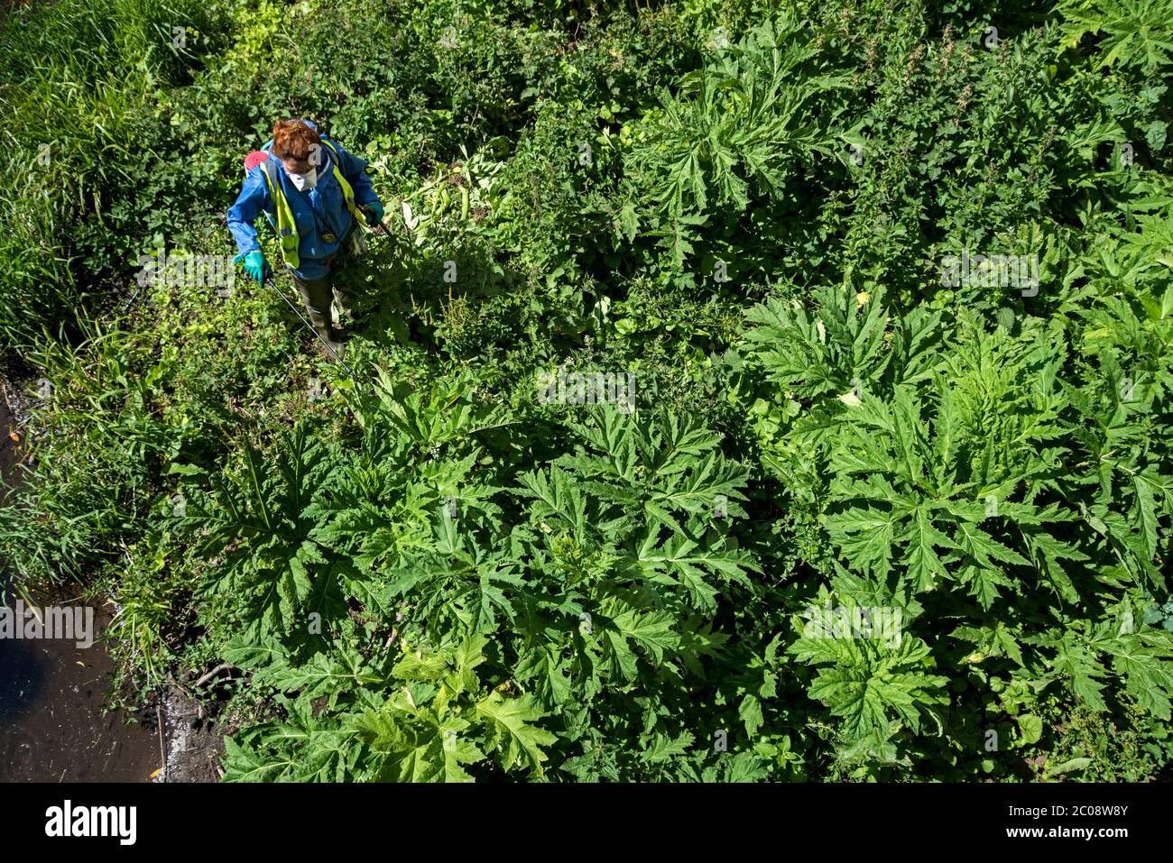 A member of the Water of Leith Conservation Trust spraying giant hogweed, Heracleum mantegazzianum, next to the Water of Leith at Canonmills. Stock Photo