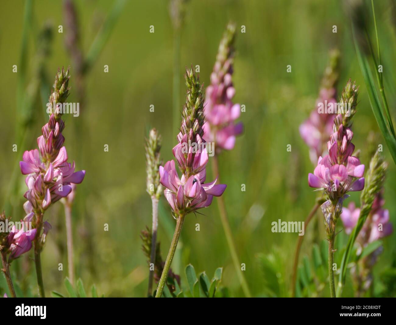 blossoms of clover on a Alpine meadow Stock Photo