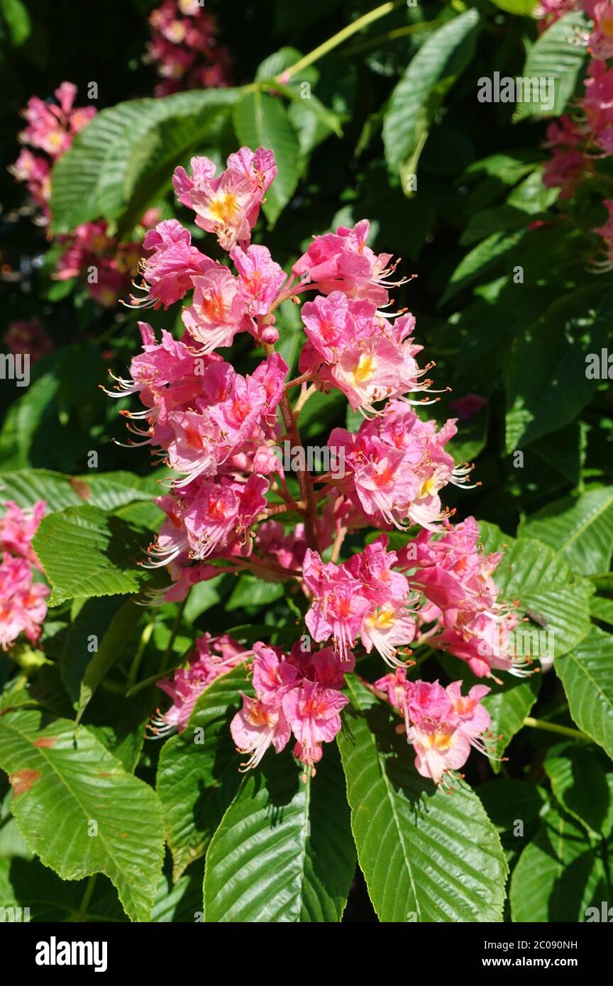 Pink flowers of the red horse chestnut tree Aesculus Stock Photo Alamy