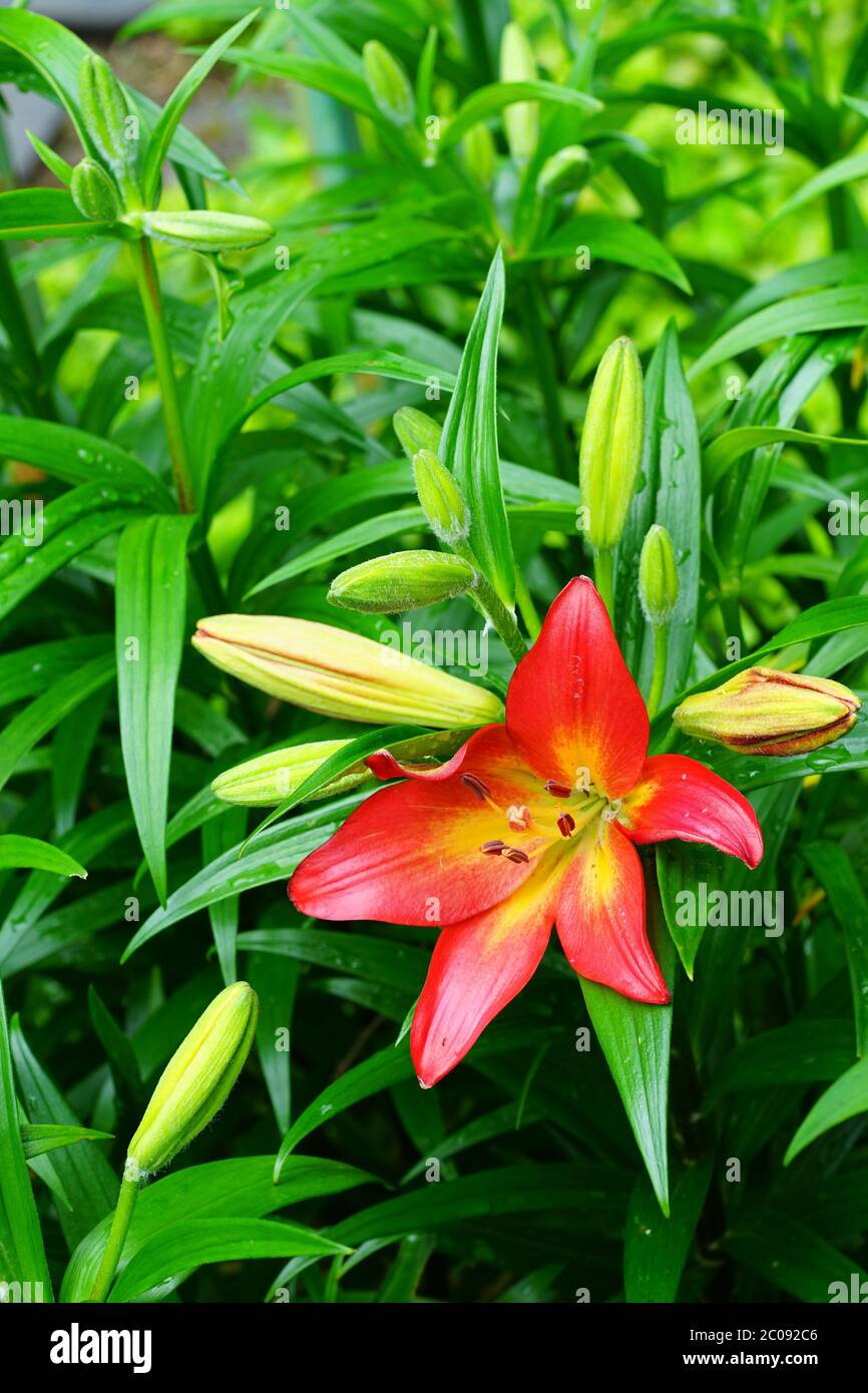 Red, orange and yellow Asiatic lily flower growing in the garden Stock Photo Alamy