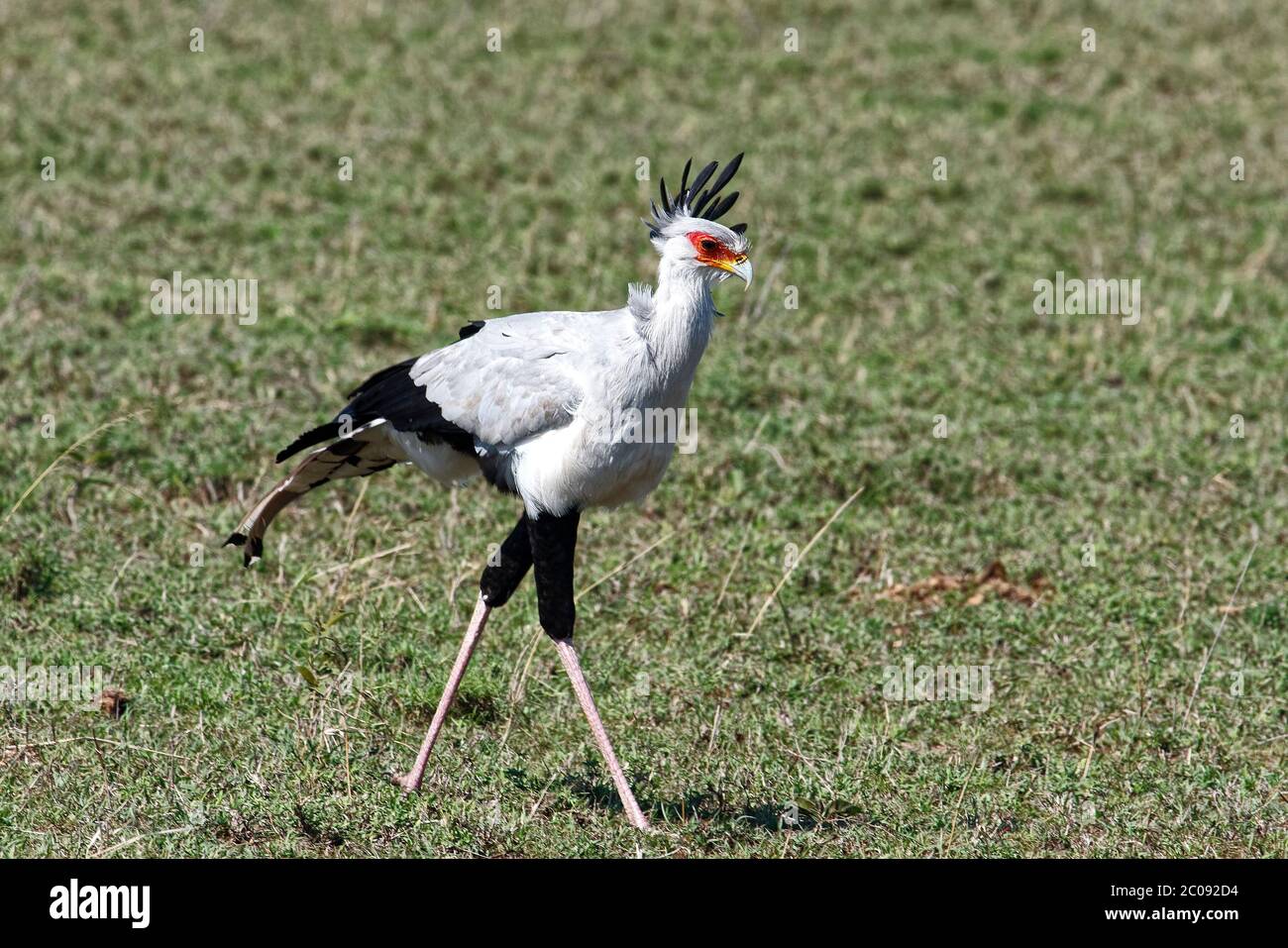 Secretary bird walking, large bird of prey, Sagittarius serpentarius, long legs, 4 feet tall, moving, black, white, grey, small plume, wildlife, natur Stock Photo