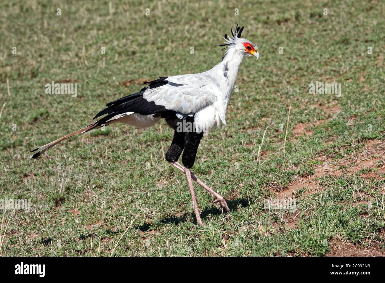Secretary bird walking, large bird of prey, Sagittarius serpentarius, long legs, 4 feet tall, moving, black, white, grey, small plume, hooked bill, lo Stock Photo