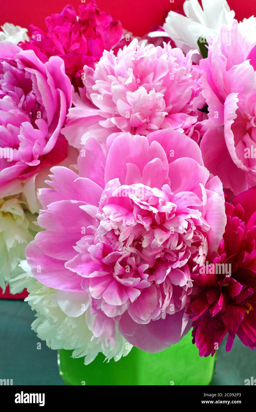 Bouquet of fragrant white and pink herbaceous peony flowers Stock Photo
