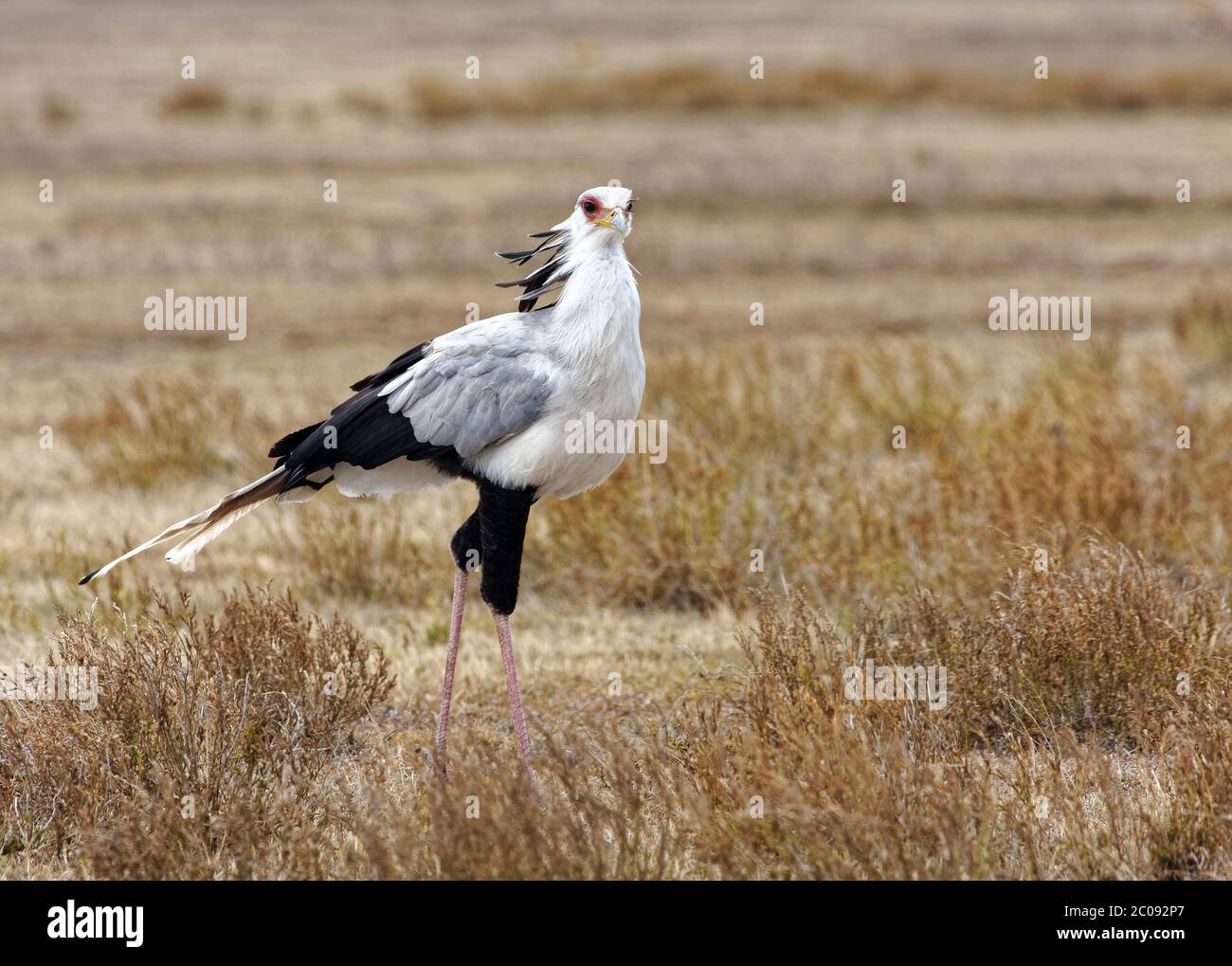 Secretary bird walking, large bird of prey, Sagittarius serpentarius, long legs, 4 feet tall, black, white, grey, small plume, hooked bill, long tail Stock Photo
