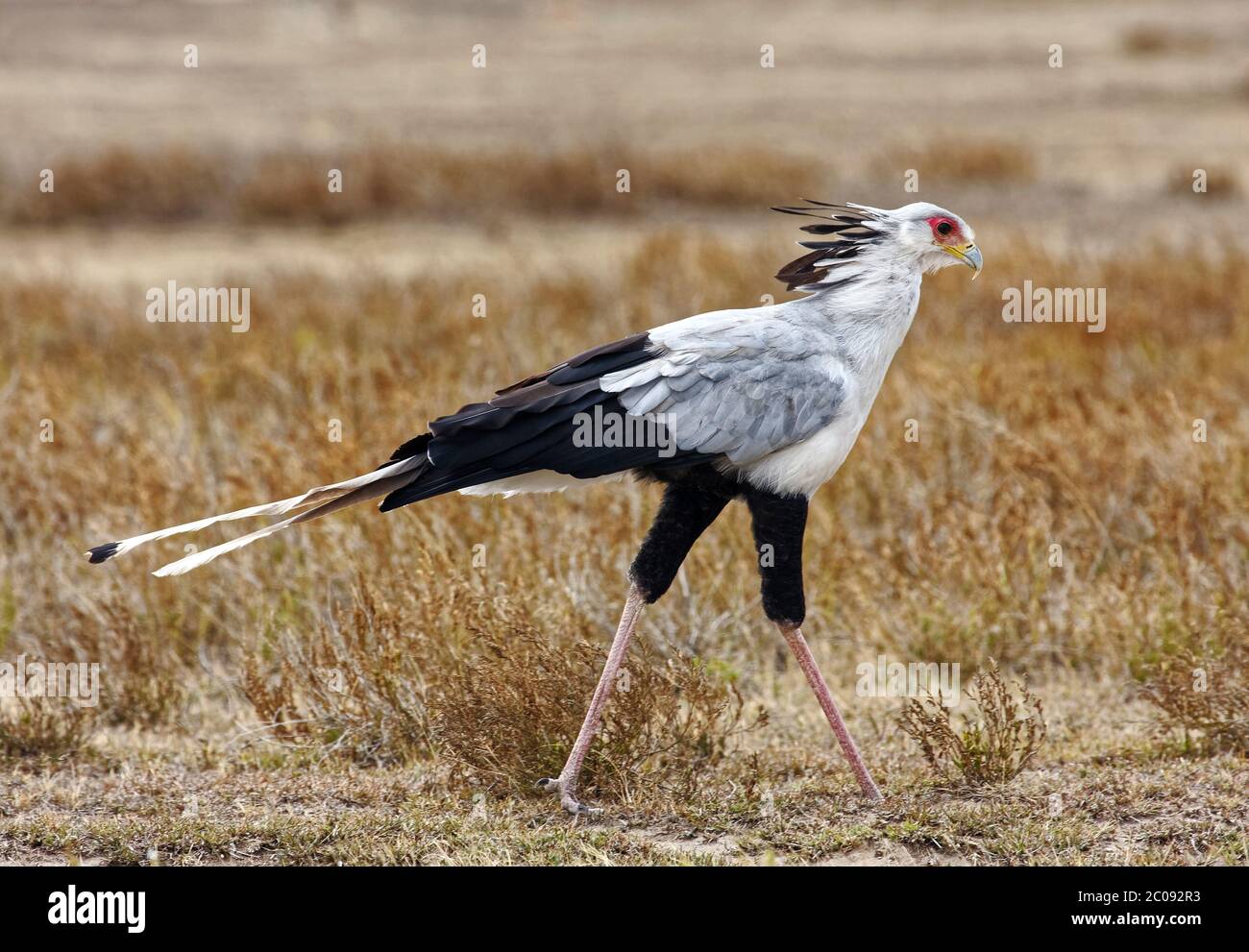 Secretary bird walking, large bird of prey, Sagittarius serpentarius, long legs, 4 feet tall, black, white, grey, small plume, hooked bill, long tail Stock Photo