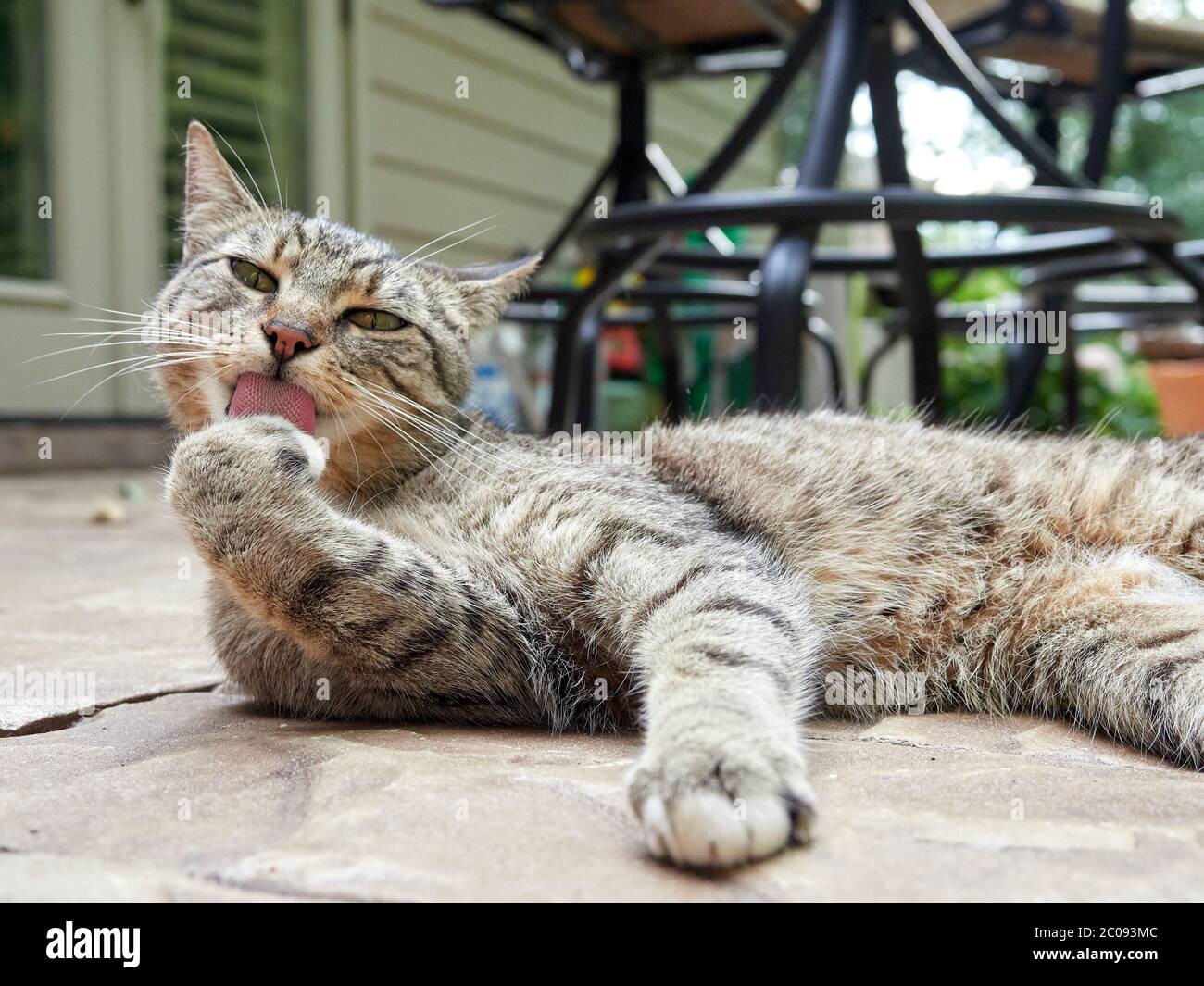 Grey tiger striped domestic short hair tabby cat outdoors on a garden patio. Stock Photo