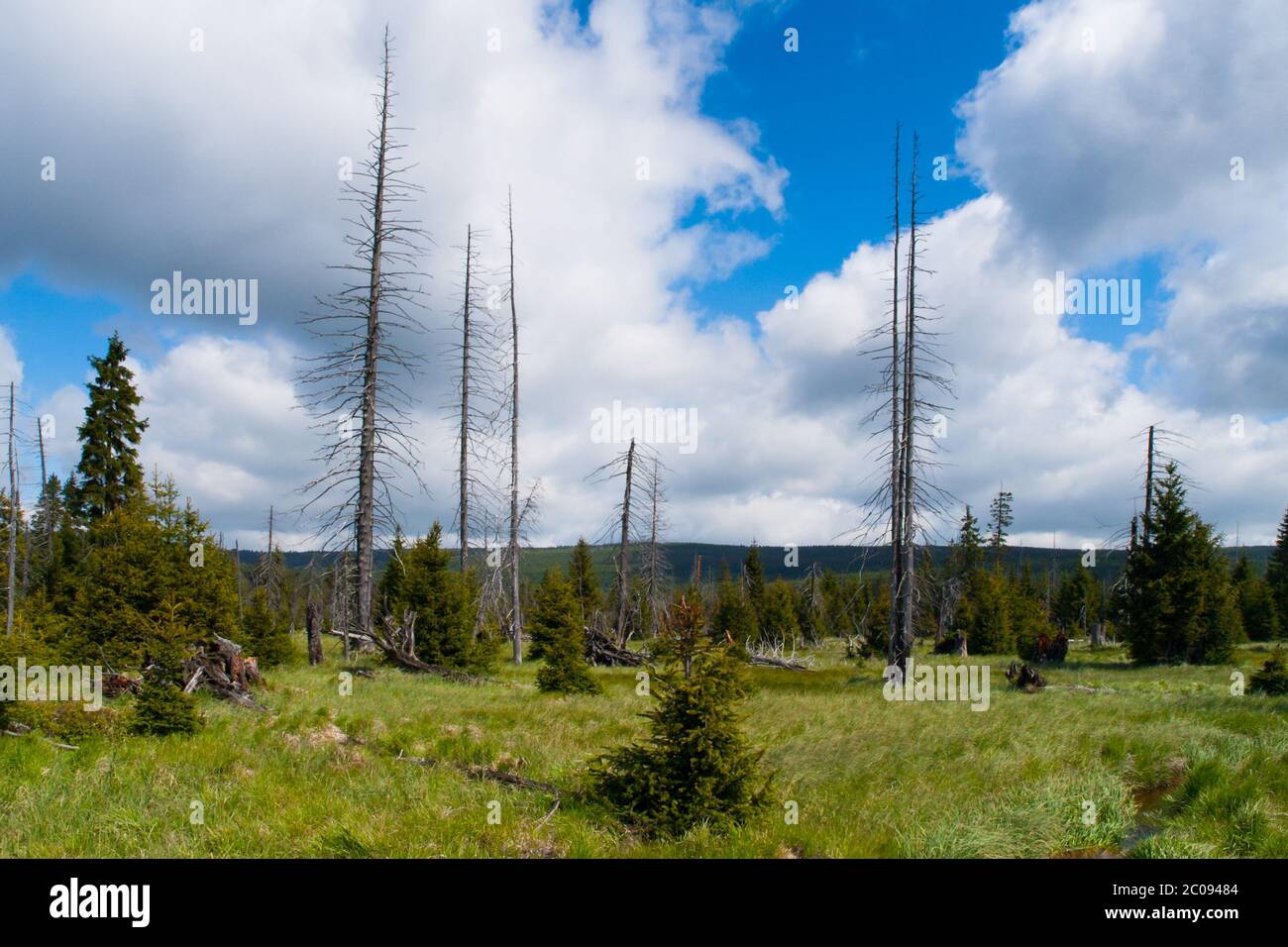 Dead trees in the middle of Great Jizera Plain, Jizera Mountains, Czech Republic Stock Photo
