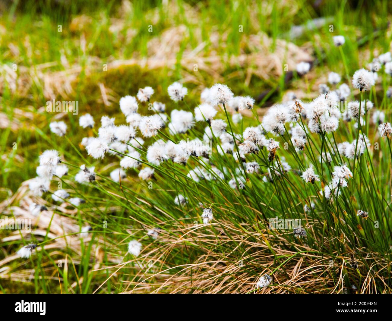 White blooming of tussock cottongrass, Eriophorum vaginatum, perennial herbaceous flowering plant, Jizera Mountains, Czech Republic Stock Photo