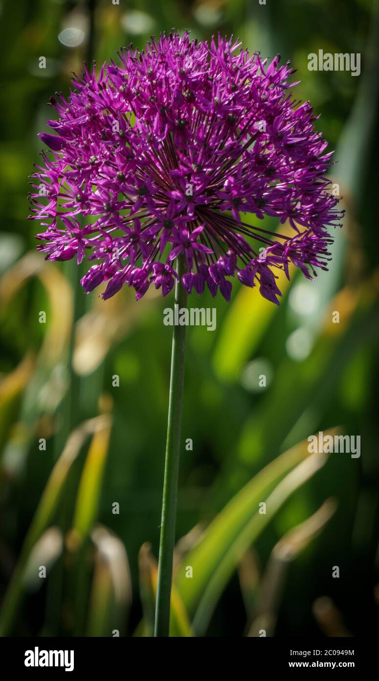 Allium Flower Calgary Zoo Alberta Stock Photo