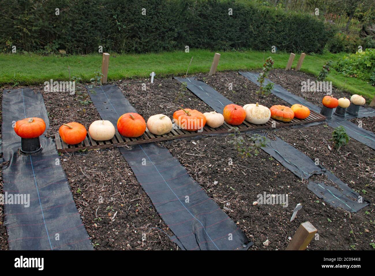 A line of pumpkins on display in the growing bed Stock Photo - Alamy