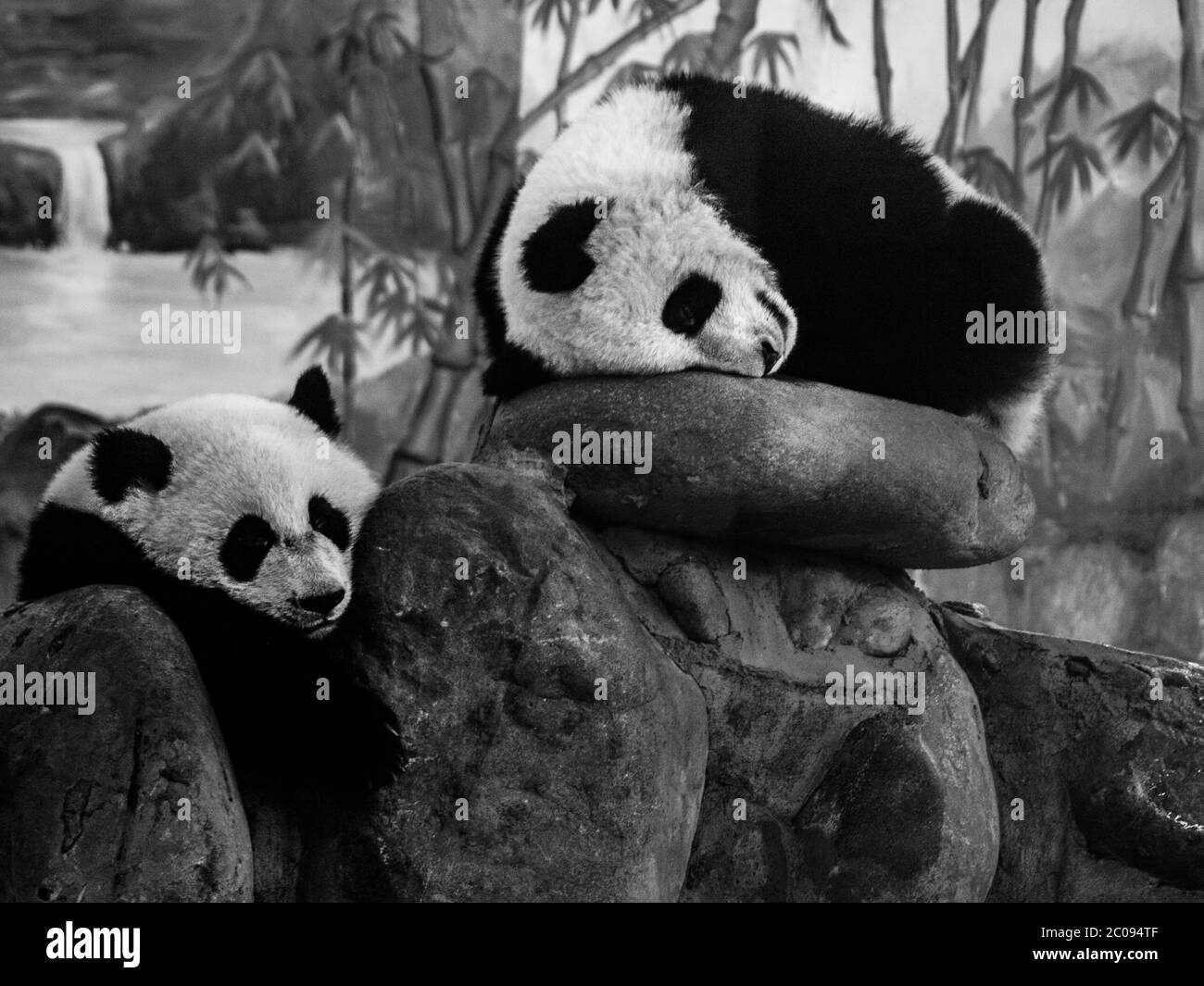 Two pandas bamboo Black and White Stock Photos & Images - Alamy