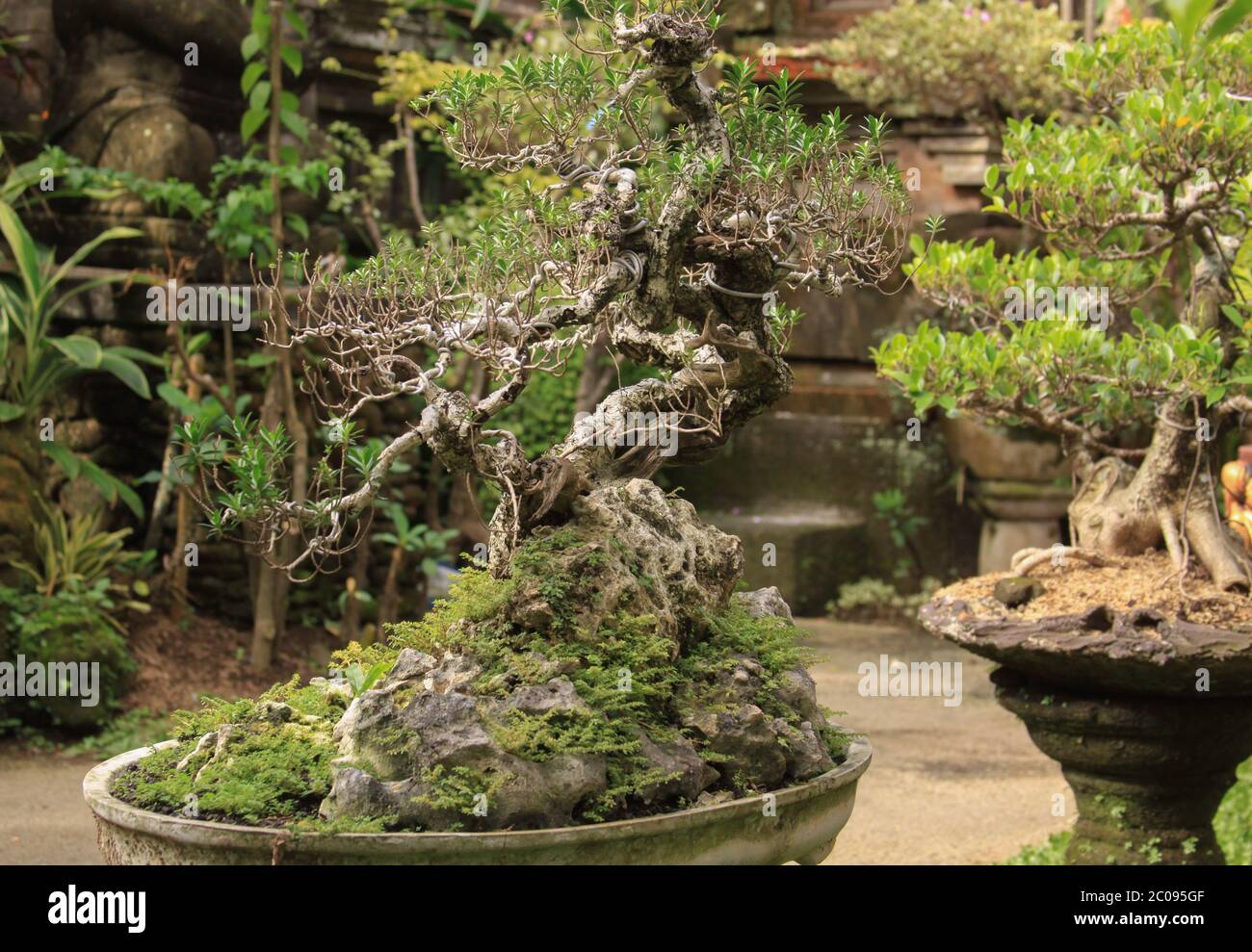/image-photo/balinese-bonsai-a