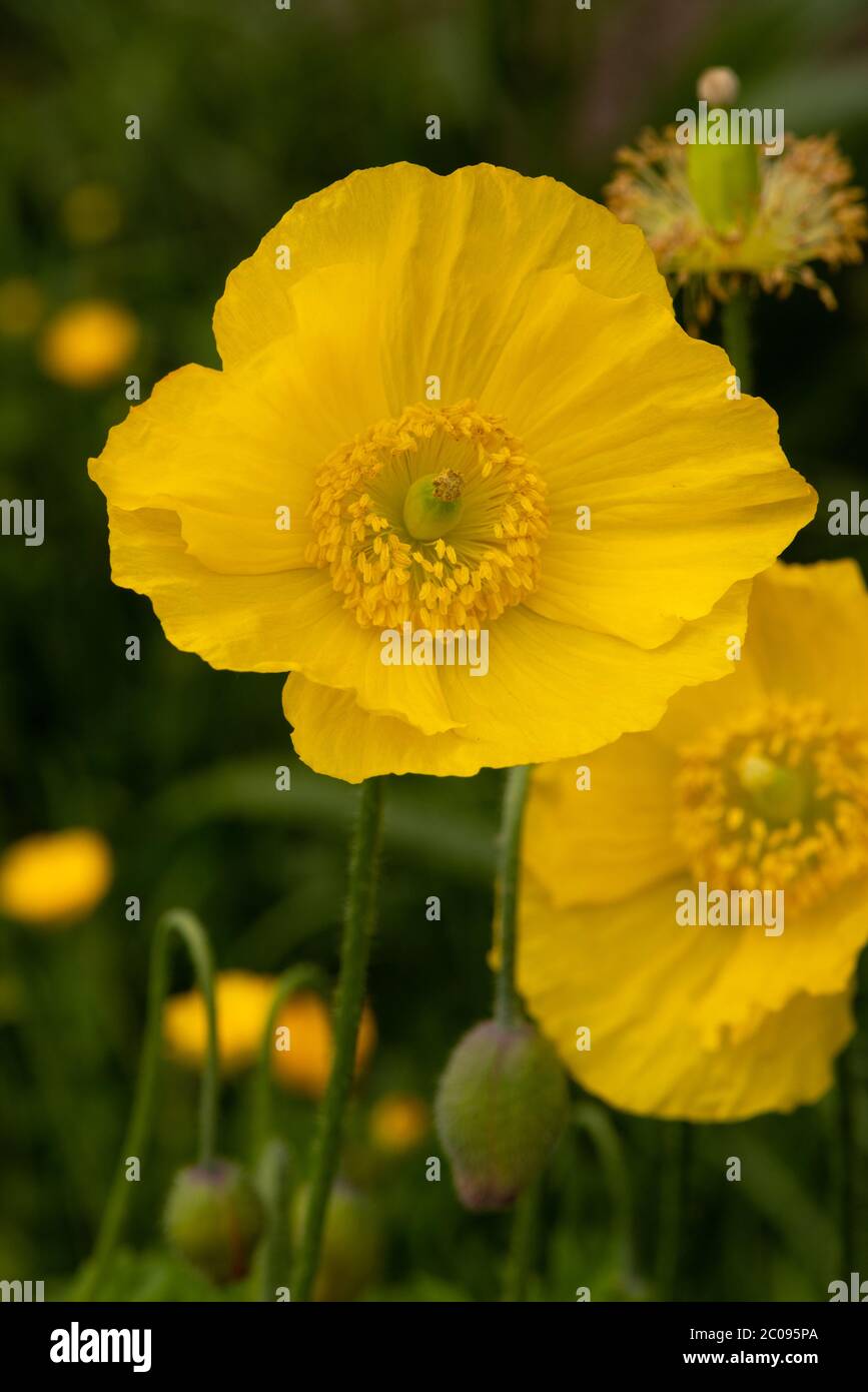 Yellow Welsh Poppy number 3947 Stock Photo
