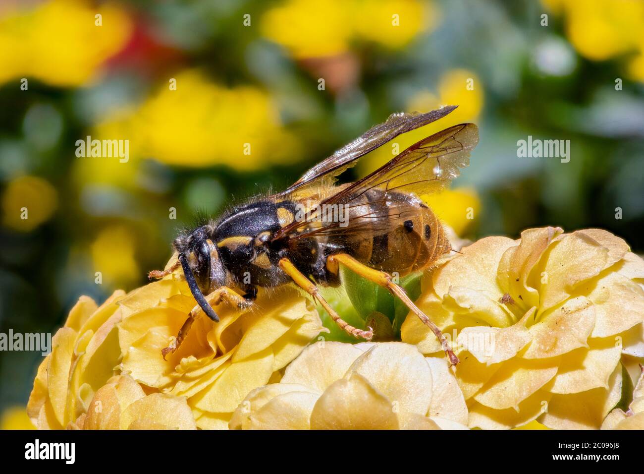 Symbolbild Deutsche Wespenkönigin. Meersburg, 01.06.2020 Stock Photo