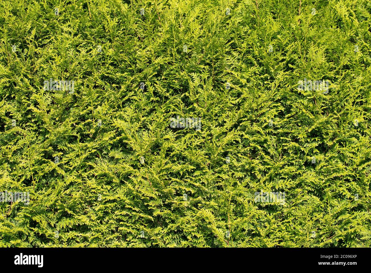 Hedge from occidental tree of life, Thuja occidentalis Stock Photo