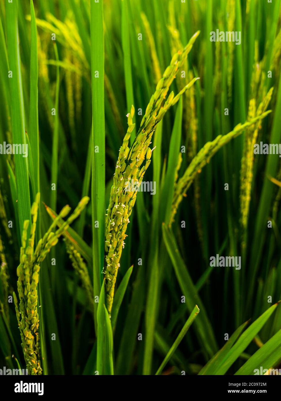 Asian rice plant (Oryza sativa) Stock Photo