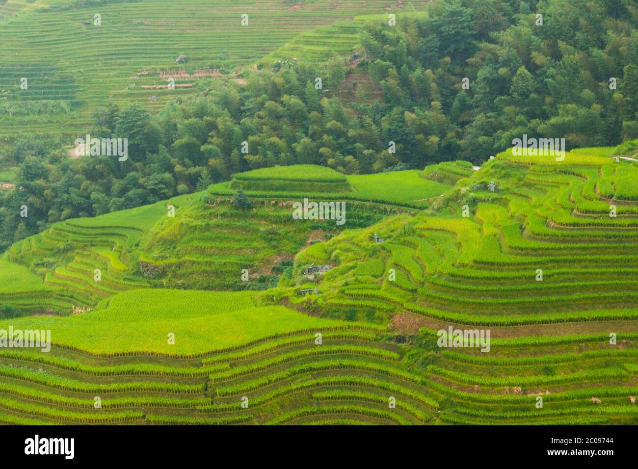 Green rice terrace fields in summer, China Stock Photo Alamy
