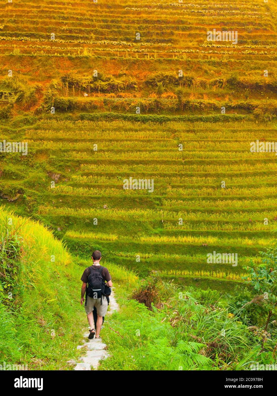 Tourist on Dragon's Backbone Rice Terraces, Longsheng, Guangxi, China ...