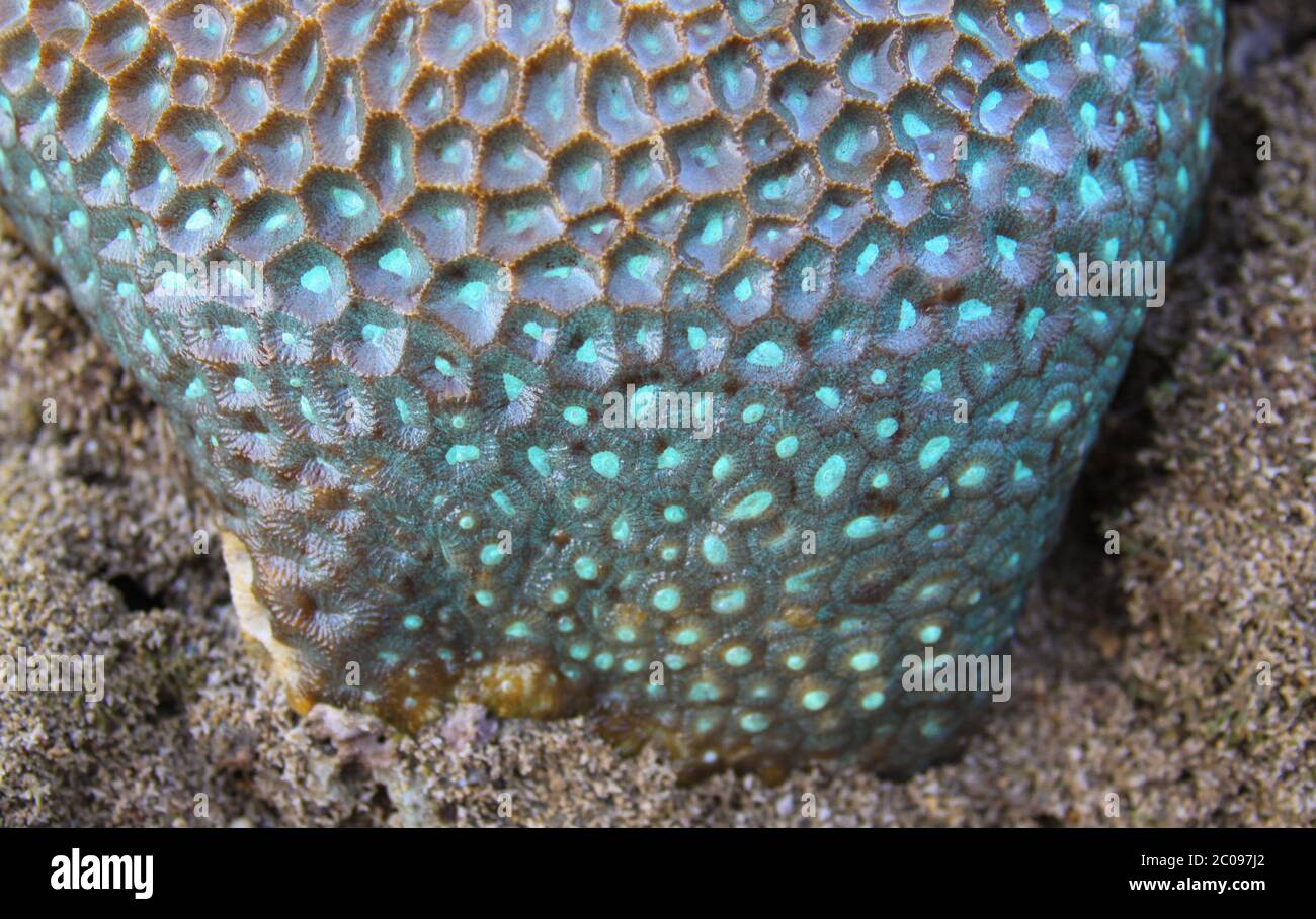 Closeup detail of turquoise color and complex structure pattern of